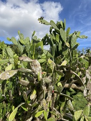 Opuntia cochenillifera