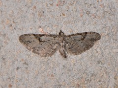 Eupithecia bolterii