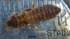 Stylogomphus