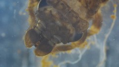 Stylogomphus