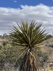 Yucca faxoniana
