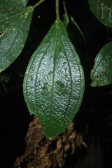 Meriania dimorphanthera