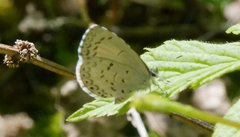Celastrina serotina