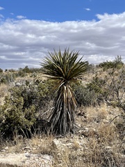 Yucca faxoniana