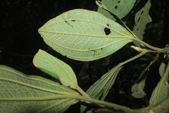 Meriania dimorphanthera