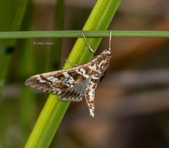 Epipagis forsythae