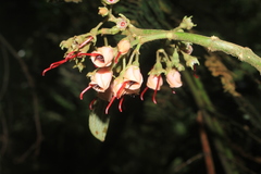Meriania dimorphanthera