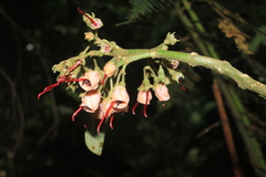Meriania dimorphanthera