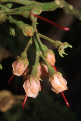 Meriania dimorphanthera