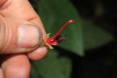 Meriania dimorphanthera