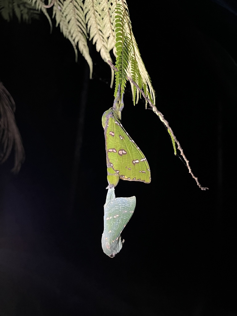 Aenetus ramsayi