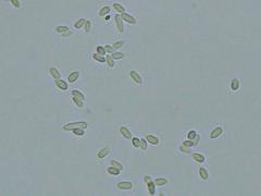 Pseudallescheria boydii