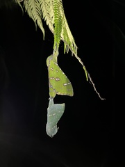 Aenetus ramsayi