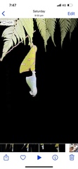 Aenetus ramsayi