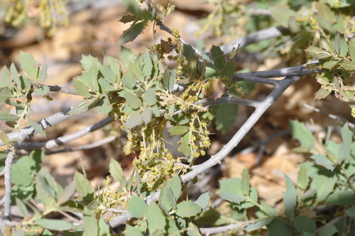 Sonoran scrub oak