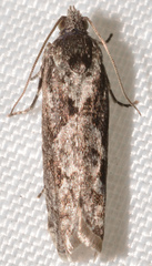 Pseudexentera mali