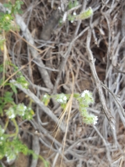 Cryptantha leiocarpa