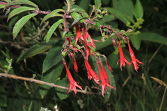 Fuchsia hirtella