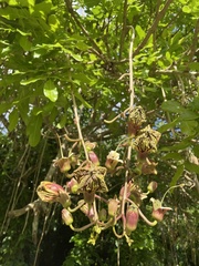 Kigelia africana