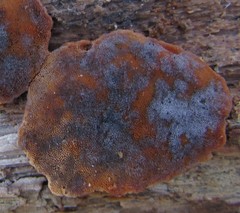 Pseudallescheria boydii