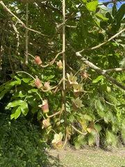 Kigelia africana