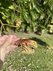 Kigelia africana