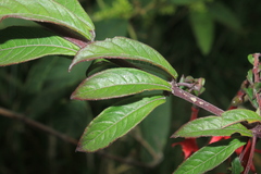Fuchsia hirtella