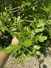 Kigelia africana
