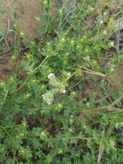 Cryptantha leiocarpa