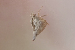 Mistharnophantia
