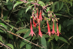 Fuchsia hirtella