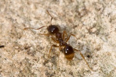 Aphaenogaster subterranea