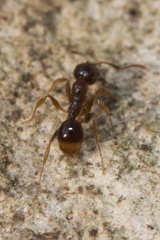 Aphaenogaster subterranea
