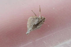 Mistharnophantia