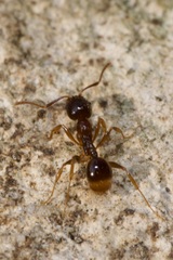 Aphaenogaster subterranea