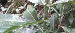 Psychotria grandis