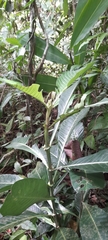 Psychotria grandis