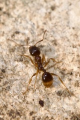Aphaenogaster subterranea