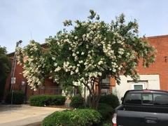 Lagerstroemia indica
