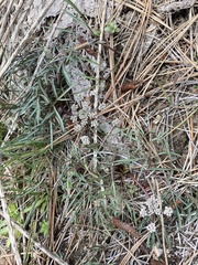 Lomatium geyeri
