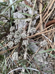 Lomatium geyeri