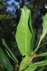 Symplocos suaveolens