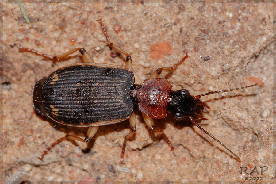 Apenes erythrodera