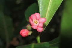 Symplocos suaveolens