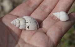 Rabdotus schiedeanus