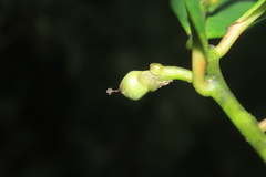 Symplocos suaveolens