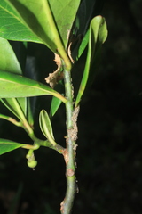 Symplocos suaveolens