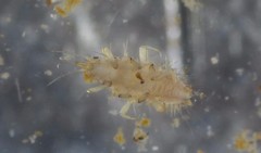 Climacia