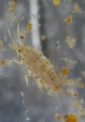 Climacia