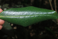 Symplocos suaveolens